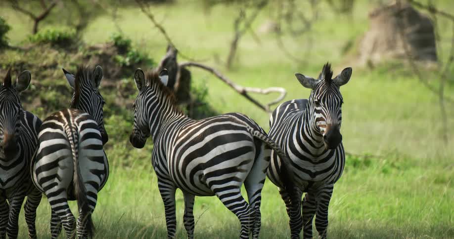 A group of zebras stand together in a field during the day