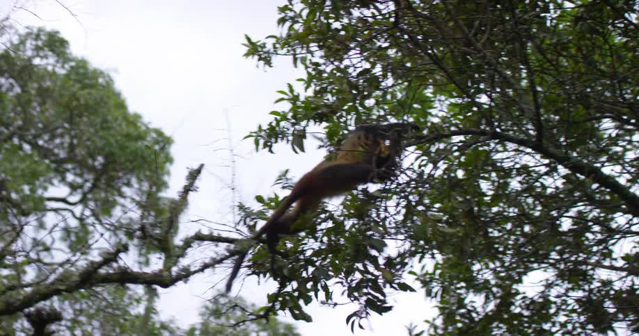 A chimpanzee jumps from one tree to another flawlessly