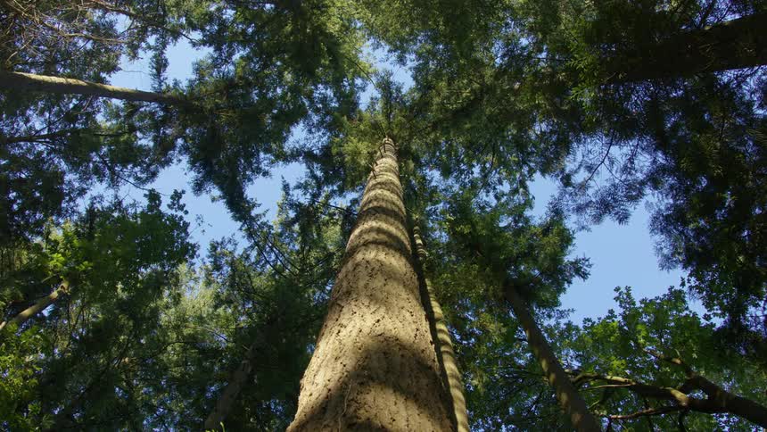 Looking up at a tree with a tall trunk in the forest under a blue sky
