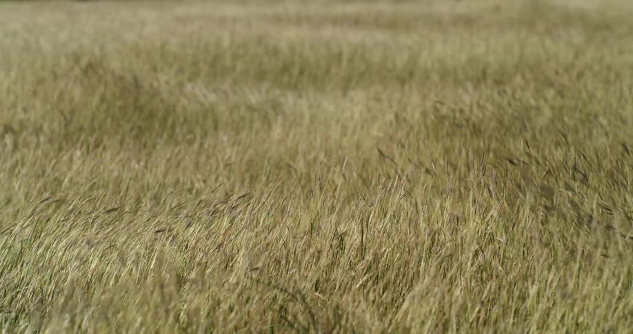 Long grass moves with the waves of wind in a field during the day