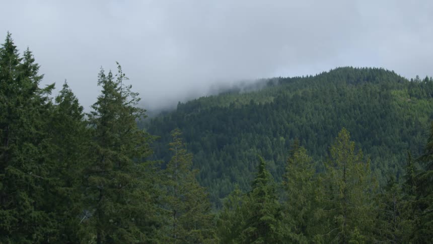 Low lying clouds flow over conifer forest covered mountain