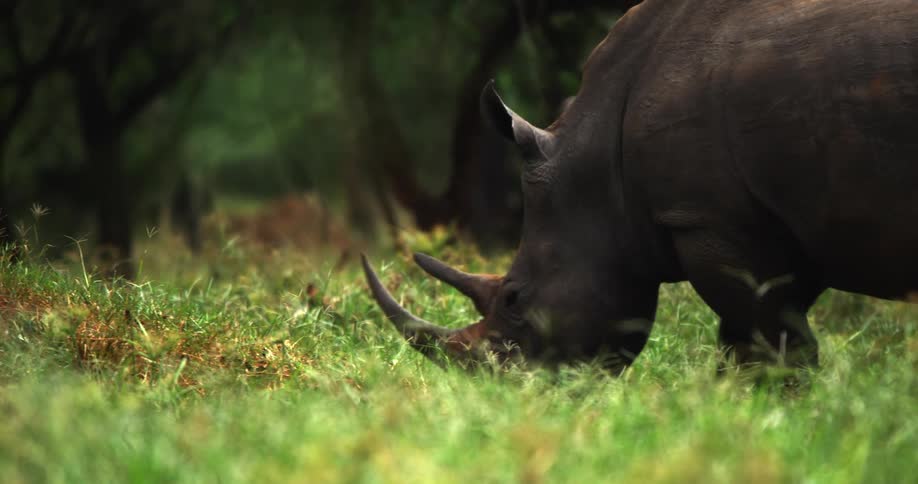 Rhinoceros grazing on grassy pasture in the wild
