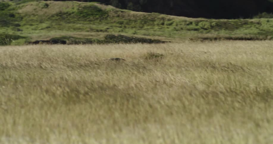 Grass blowing in waves of wind across a field of green