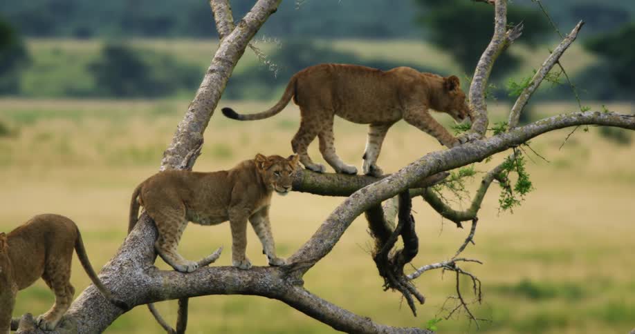 A pride of lions is standing in a tree in the wild