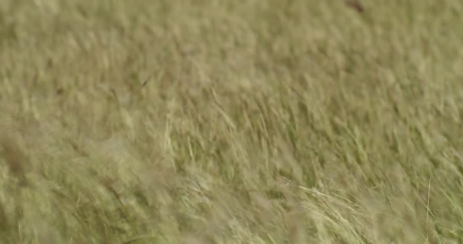 Golden grass blowing chaotically in the wind