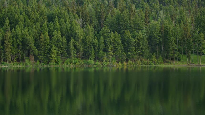 Trees in a forest along the river reflect in the water