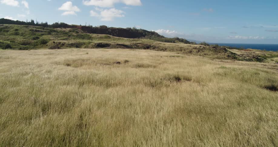 Wind blows through tall golden grass on large oceanside field