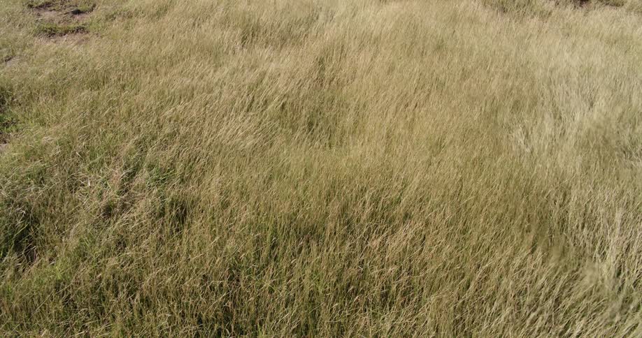 Tall grass on plain waves in wind