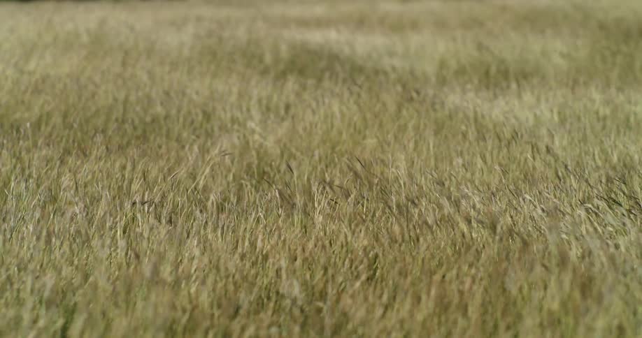 Long grass blows in the wind
