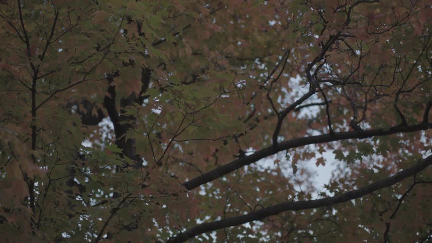 Fall foliage leaves hang from a tall tree