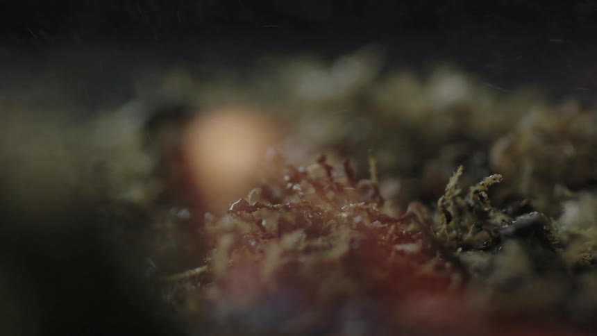 Close up of shrubbery catching on fire
