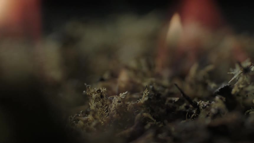 A pile of grass burns