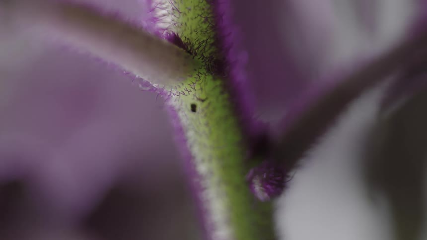 Purple bristles on a stem