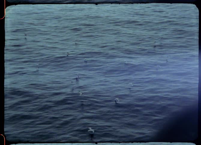 A flock of birds fly low over the ocean during the day