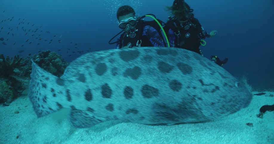 A pair of divers observe a large fish near the sea floor