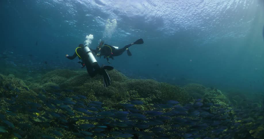 Two scuba drivers are swimming over vegetation on the seabed as fish swim near them and sunlight shines on the water surface