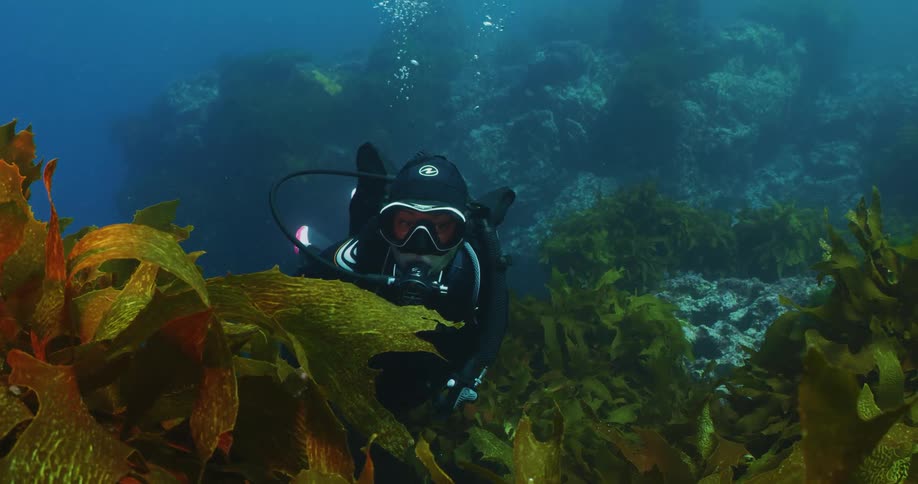 A scuba diver explores the ocean floor