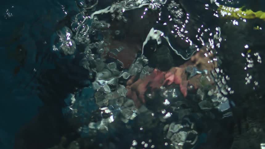 A man is scuba diving in the ocean water