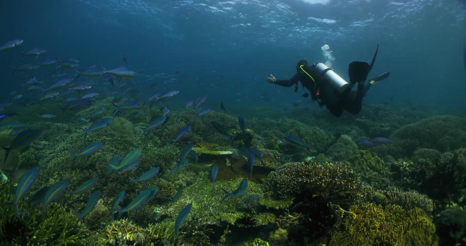 A scuba driver is swimming over vegetation on the seabed as fish swim nearby and sunlight shines on the water surface