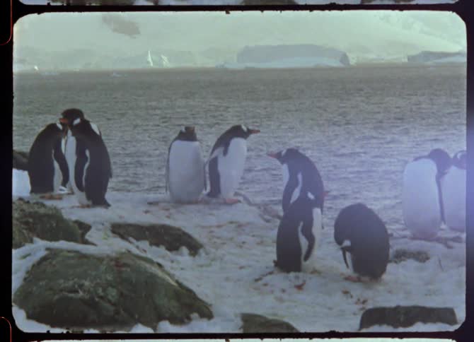 A group of penguins are standing in an arctic area