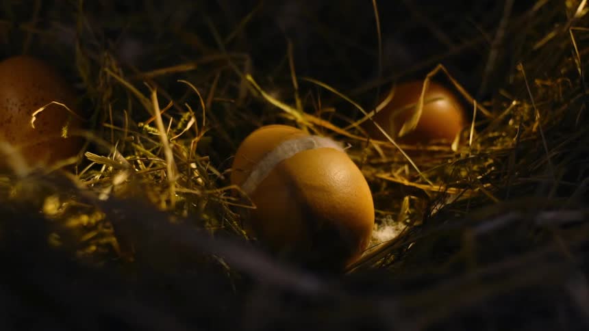Miracle of Life: Chick Hatching from Egg