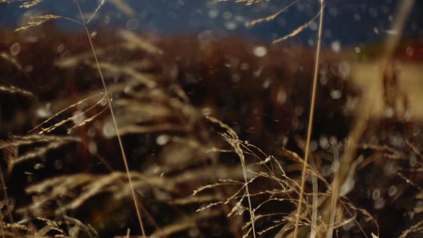 Whimsical Dance: Dandelion Falling from the Sky Amidst Weeds