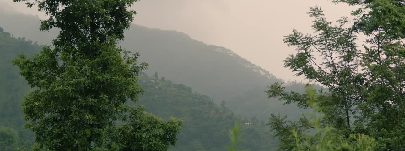 Graceful Bird in Forest Soars Near Tree