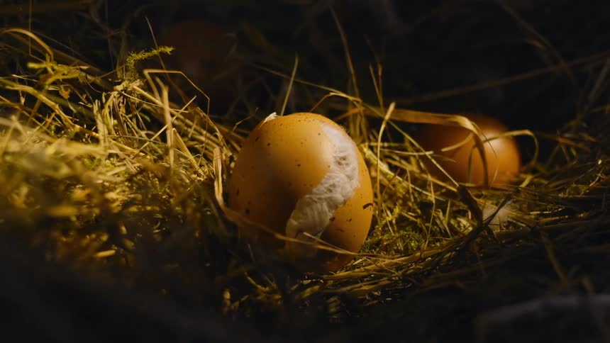Nature's Miracle: Brown Eggs in Hay, One Hatches to Reveal Adorable Chick
