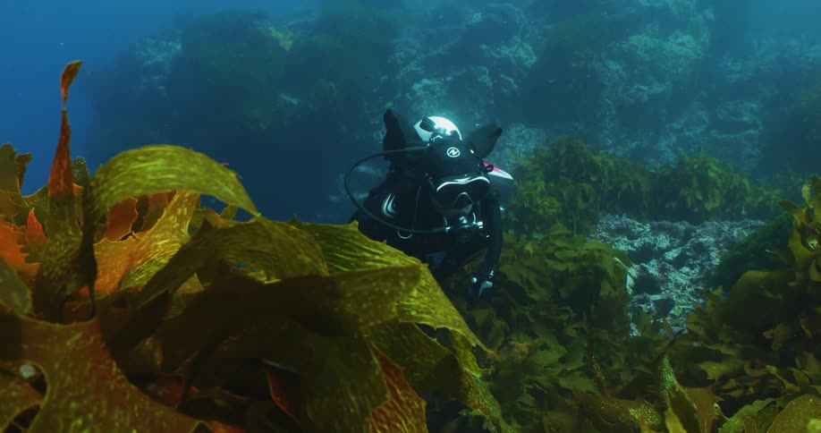A scuba diver swimming among green plants in the ocean
