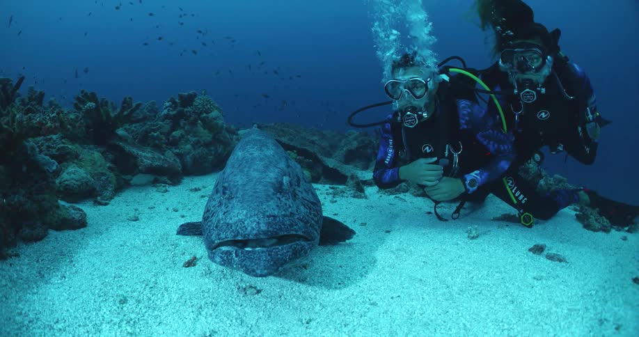 Underwater footage of a couple of scuba divers observing a big fish resting at the bottom of the ocean