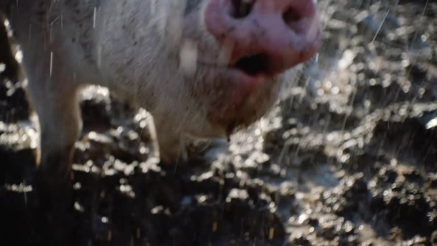 Muddy Delight: Water Pouring on a Contented Pig Chewing