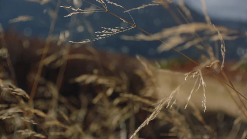 Serenity in Motion: Small Stream Flowing Through Tall Weeds in a Field