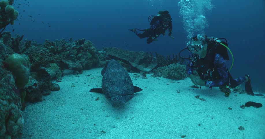 A male and female scuba diving underwater looking at a large fish
