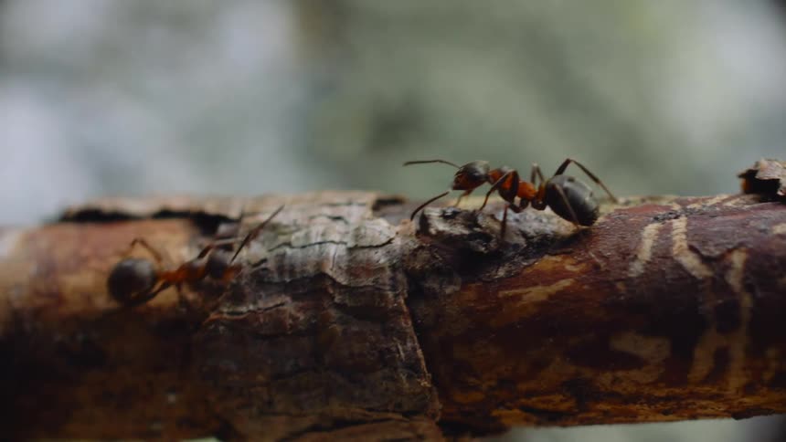 Tiny Explorers: Encounter of Two Ants on a Tree Branch
