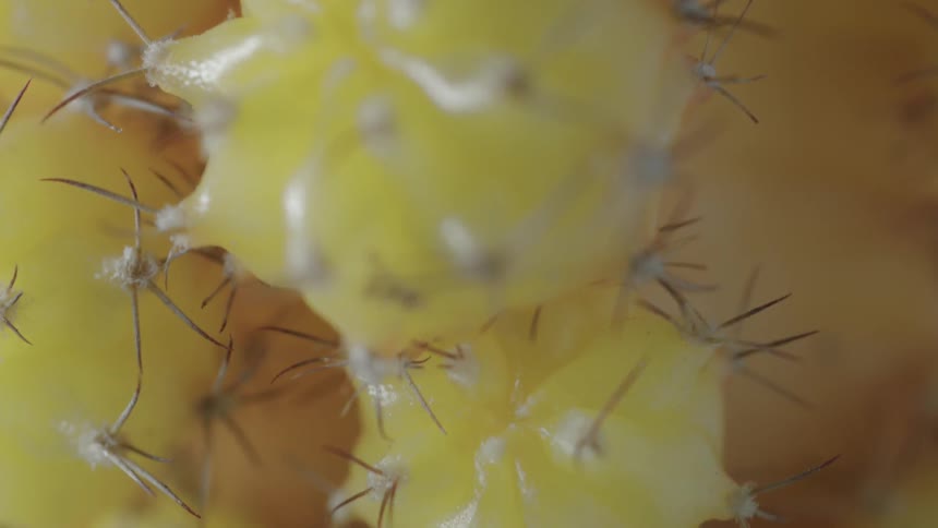 Prickly yellow fruit
