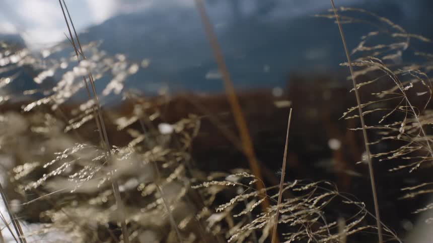 Whispering Meadow: Graceful Reeds of Grass Swaying in the Wind on a Bright Day