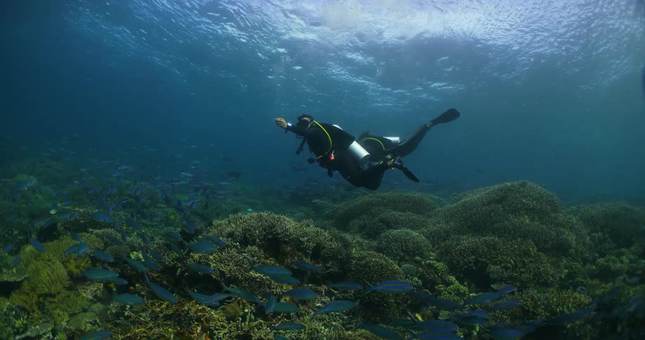 Two scuba divers swim over coral reef disturbing a large school of fish