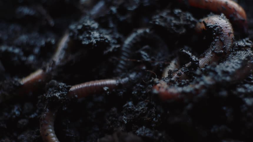 Earth's Gardeners: Majestic Crawling of Large Earthworms in Rich Soil