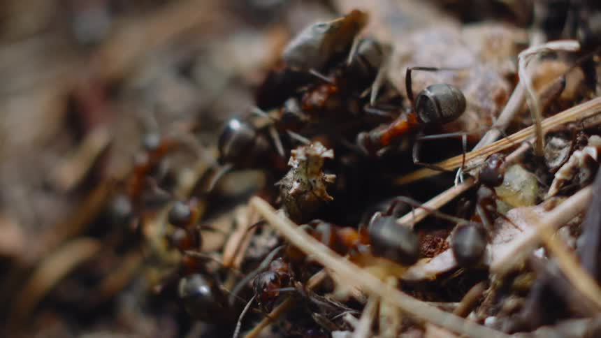 Microscopic Encounter: Ants Cross Paths on a Tree Branch