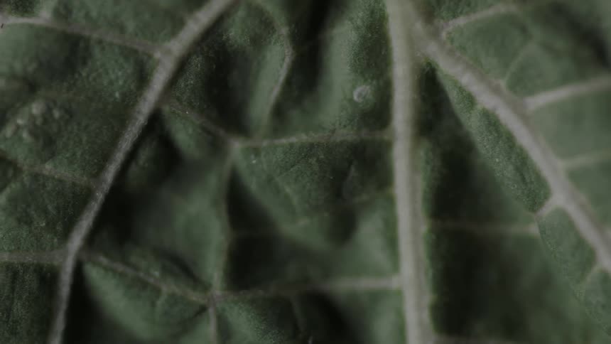 A leaf