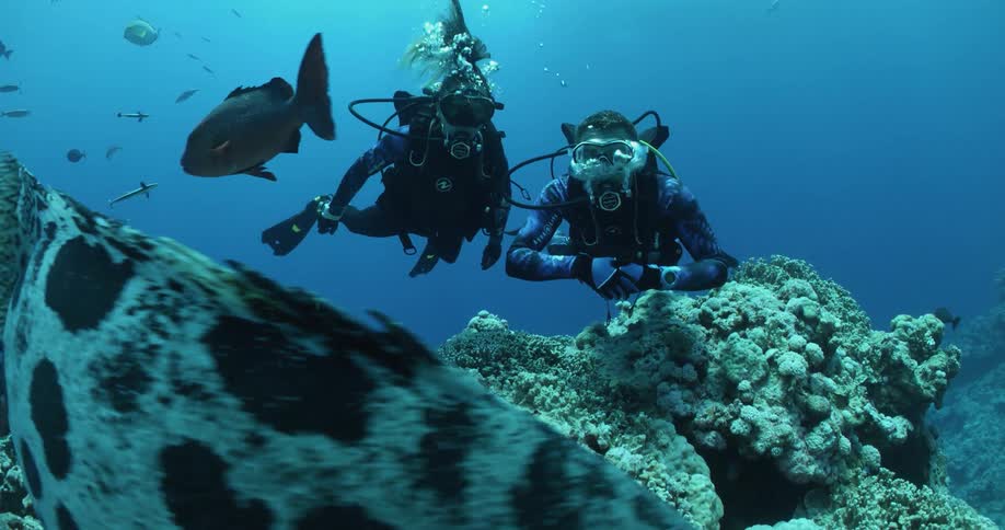 Man and woman are scuba diving under the ocean water