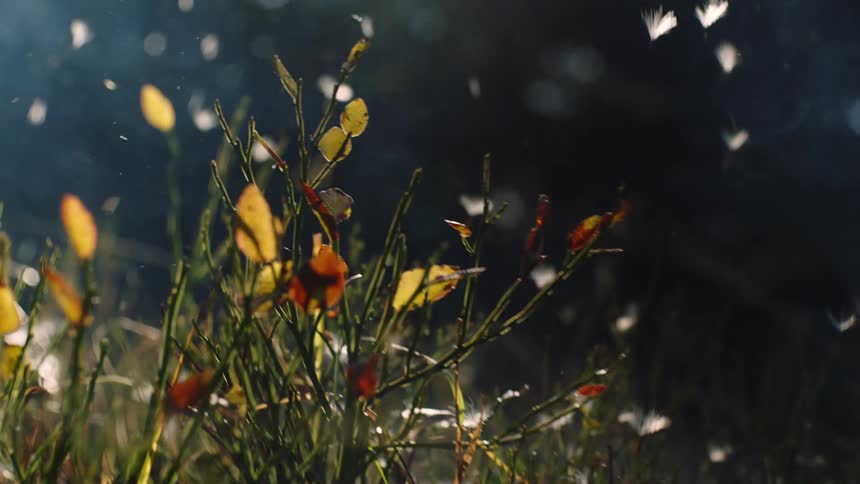 Gentle Dance: Cotton Fibers Falling from the Sunny Sky