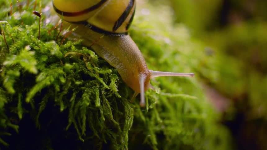 Nature's Crawl: Snail with Black Striped Yellow Shell on Ground