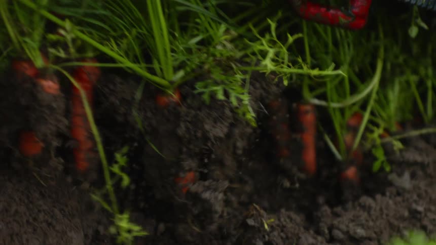 Harvesting Bounty: Unearthing Several Carrots from Rich Soil