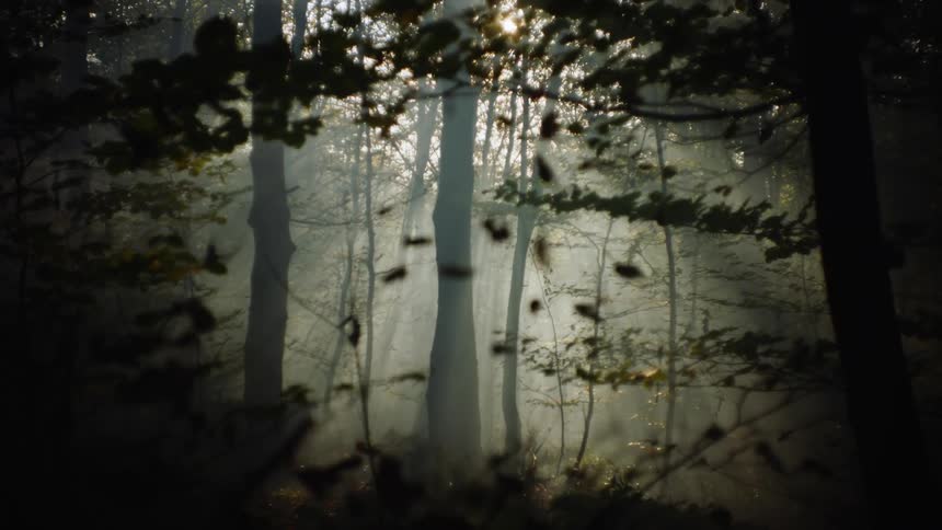 Mystical Tranquility: Falling Leaves in a Daytime Foggy Forest