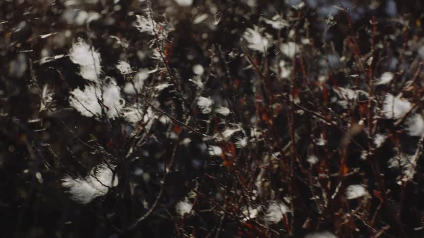 Whimsical Cotton Dance: Floating Fibers Amidst Cotton Plants