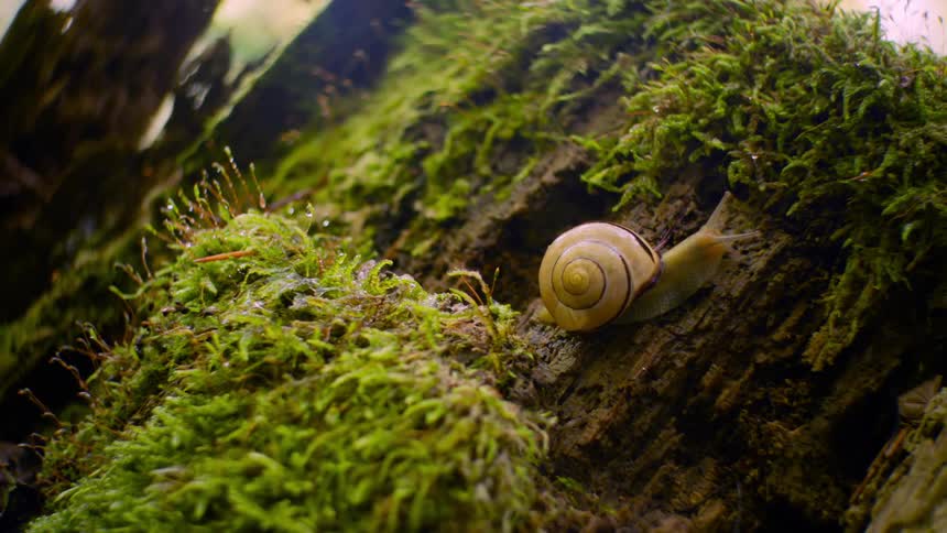 Nature's Pace: Slow-Moving Snail on Moss-Covered Bark