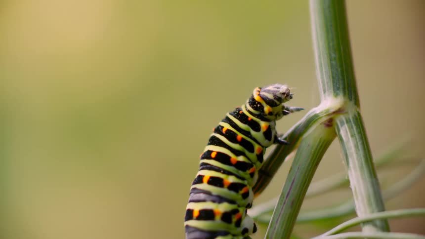 Nature's Curiosity: Caterpillar Relaxing on a Branch