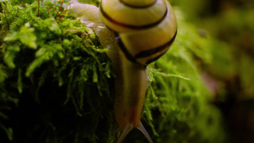 Woodland Wanderer: Snail Crawling Over Plant in the Woods
