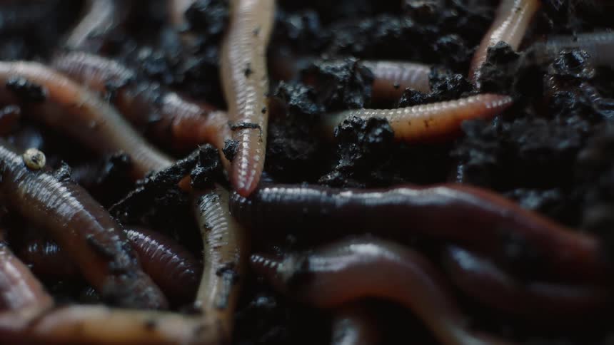 Subterranean Explorers: Mesmerizing Worms Crawling Through the Soil